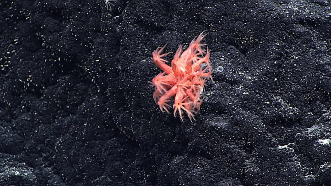 Anthomastus fisheri alcyonacean coral