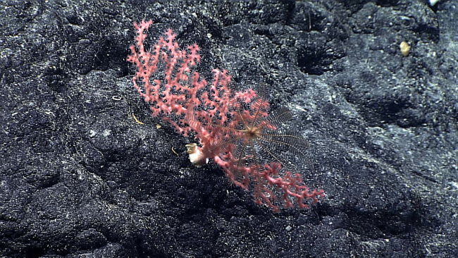 A pink corallium coral with a feather star crinoid