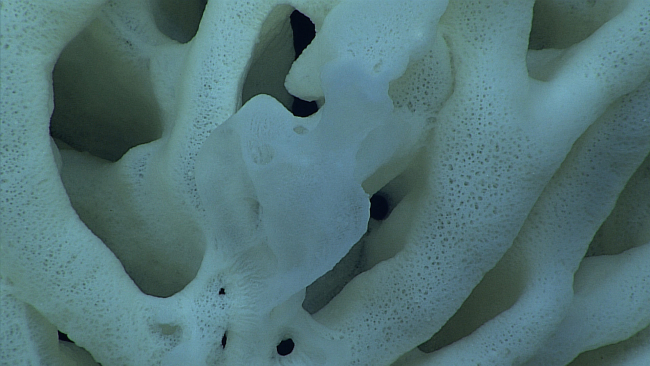Closeup of branches of sponge seen in image expn5440