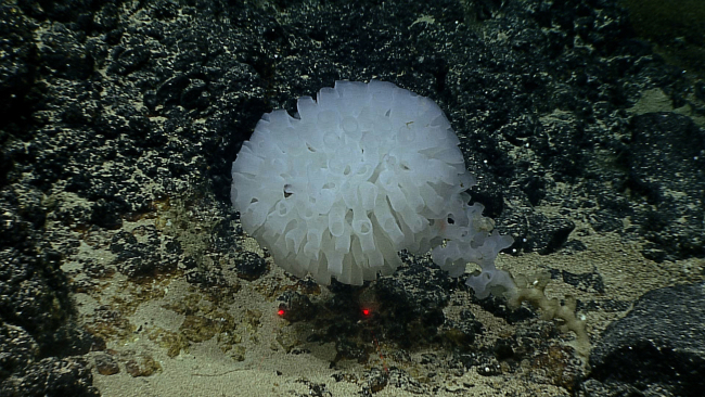A globular stalked Farrea occa erecta sponge