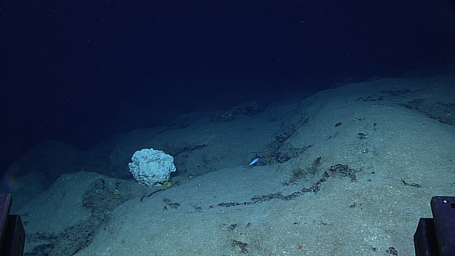 A large white mass of material that might be a Hexactellinid sponge