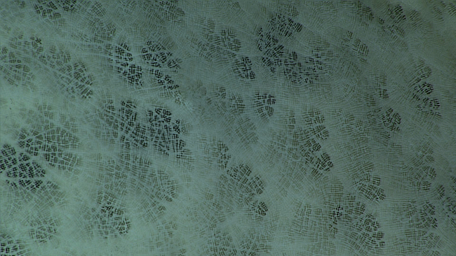 Closeup of fabric of interior of Poliopogon sponge