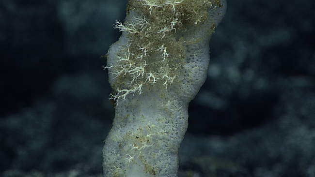 Perhaps a Poliopogon sponge being colonized by small branching hydroids