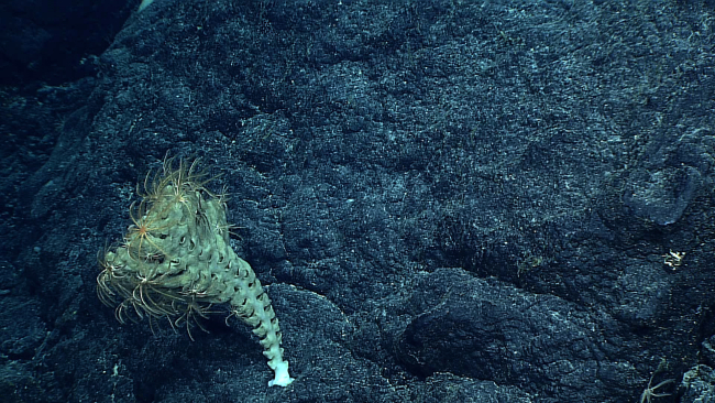 A dead Farrea occa erecta sponge covered with crinoids