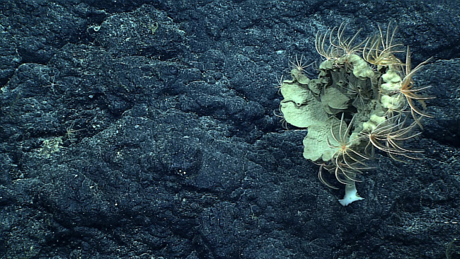 An odd-looking dead sponge covered with feather star crinoids around its outerextremities