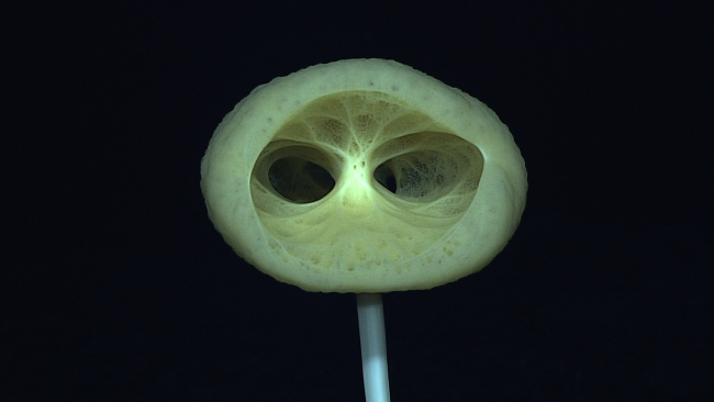 A Bolosoma sponge
