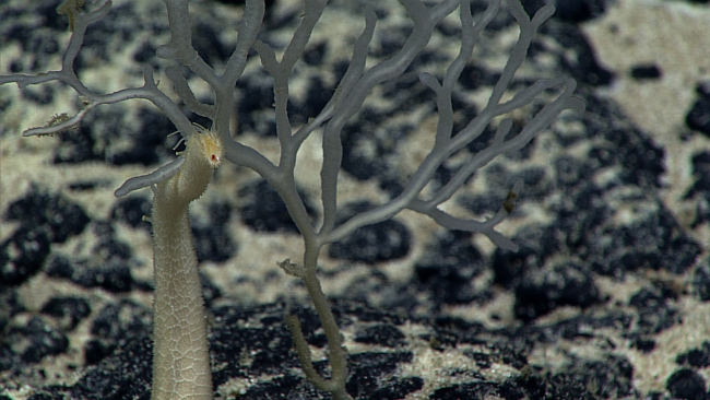 A delicate branching sponge and the arm of a starfish