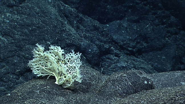 A single small branching sponge seen on a rock surface