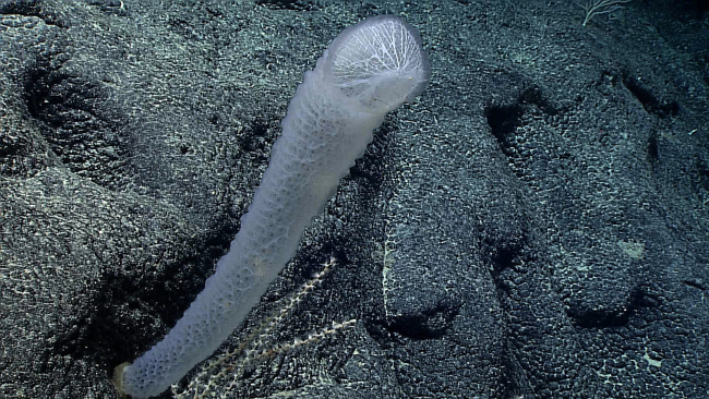 This vase sponge at 2100 meters is home to organisms such as shrimp andbrittle stars