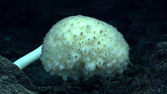 Sponge - Caulophacus sp