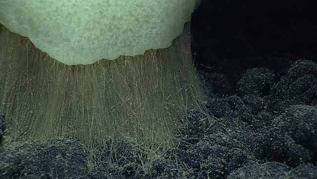 Anchor spicules of a large sponge