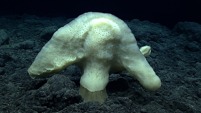 A large hexactellinid sponge looking somewhat like Napoleon's hat