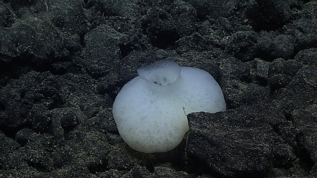 A gourd-shaped hexactellinid sponge