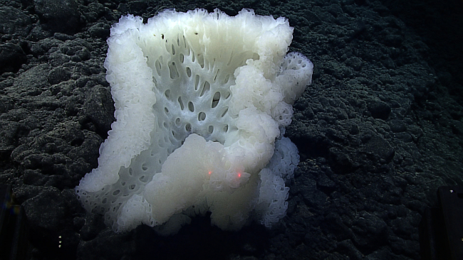 A beautiful hexactellinid sponge