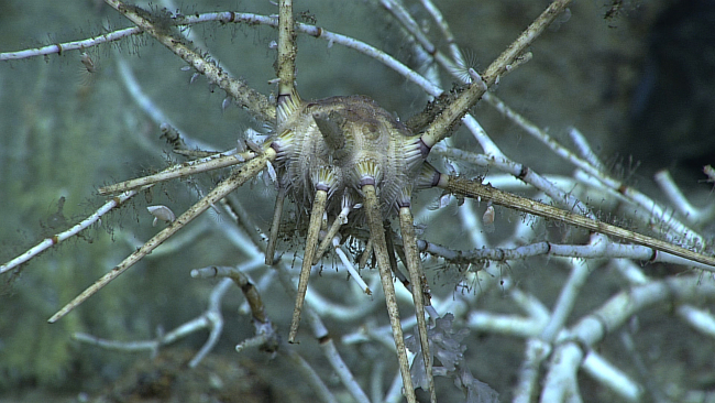 A dirty looking cidarid sea urchin on a dead bamboo coral branch