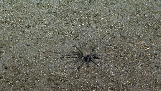 An dirty ugly looking cidarid sea urchin on a sand and shell debris substrate