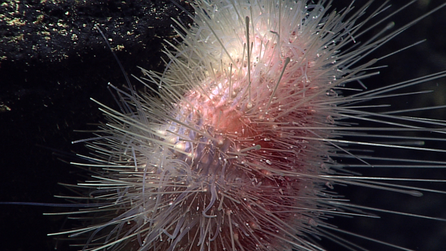 A pinkish white urchin closeup