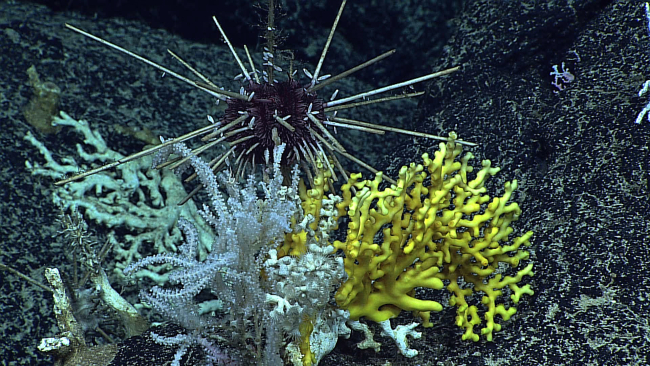 A purple-bodied cidarid sea urchin with white and yellow corals and whitezoanthids makes for a colorful scene
