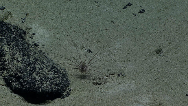 The long-spined urchin Aspidodiadema arcitum on a sandy bottom next to abasalt outcrop