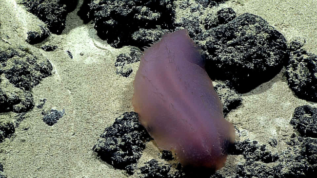 A pink holothurian in an area of sediment interspersed with rock outcrop