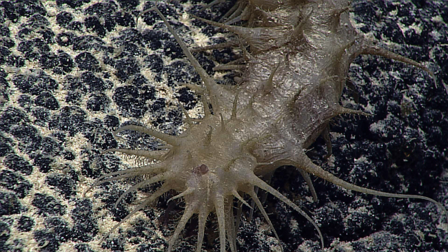 Closeup of a spiky brownish white holothurian on a botryoidal manganesecrust bottom