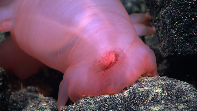Closeup of a pink sea pig holothurian on basalt boulders and cobble at4210 meters
