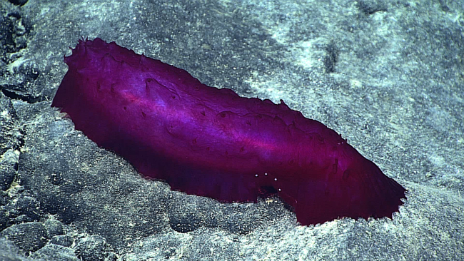 A purple holothurian on basalt substrate