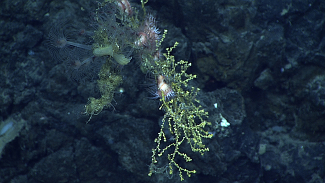 A melange of life including yellow coral, white anemones, and a whole colony oflarge hydroids of various sizes in the upper left of the image