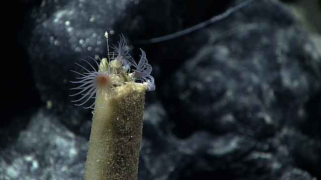 Hydroids at the top of what appears to be a broken sponge stalk