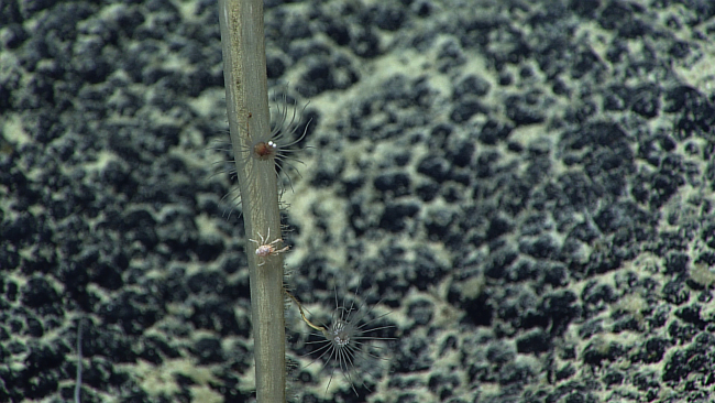 Two small hydroids and a small white squat lobster on a dead sponge stalk