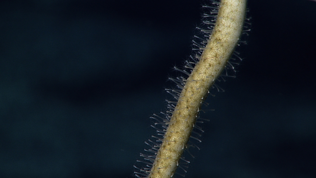 Hundreds of small hydroids on what might be a dead coral branch