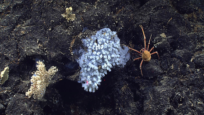 A colony of small tunicates in the center of the image, a small white coral bush to the left, and an orange and brown squat lobster