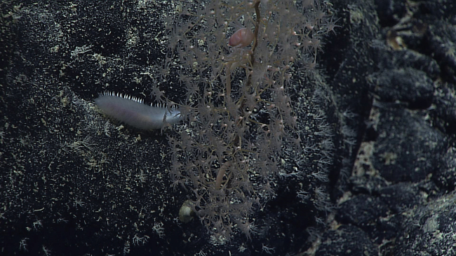 A smooth polychaete worm with no obvious scales next to a chrysogorgia coral bush