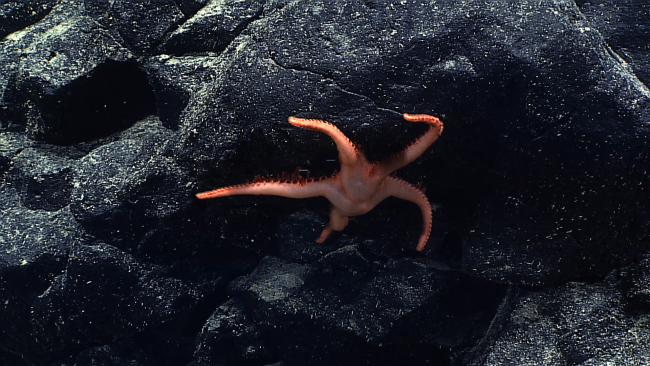 A smooth topped, relatively long-legged, five legged orange starfish on a rocksurface