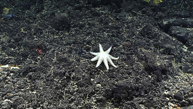 An eight-armed starfish, Asthenactis papyraceus