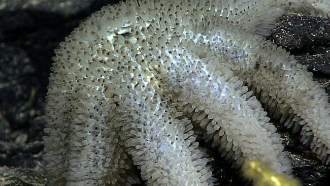Closeup of the top of the starfish Asthenactis papyraceus