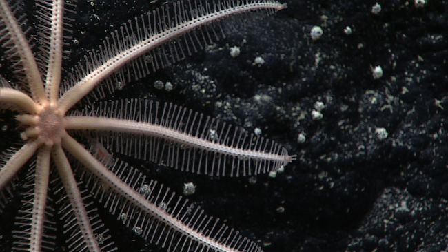Closeup of the central disk of the brisingid starfish seen in image expn5704showing beginning of regeneration of two legs at 9 O'clock position