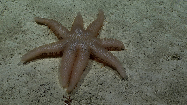 Eight armed starfish, Asthenactis papyraceus