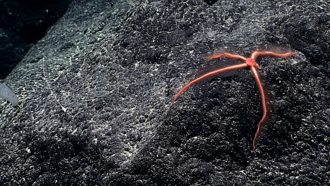 A pinkish red brittle star just  beginning to regenerate its fifth arm