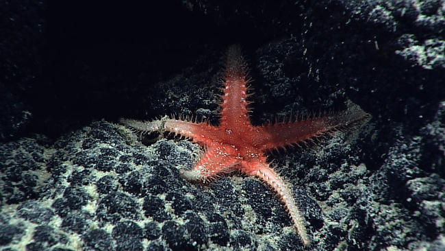Red starfish on botryoidal manganese crust 