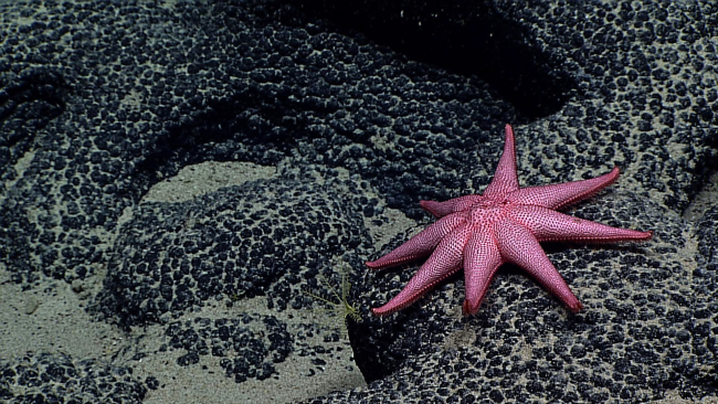 A large red eight-armed starfish and a small yellow feather star crinoid
