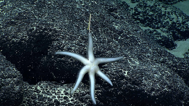 Six-armed white starfish