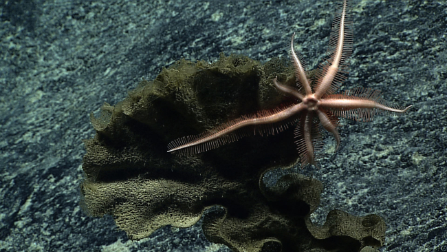 Brisingid starfish on a dead hexactellinid sponge