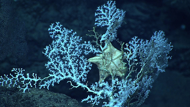 White starfish feeding on white octocoral