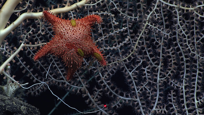 The sea star Hippasteria muscipula, predator on bamboo coral