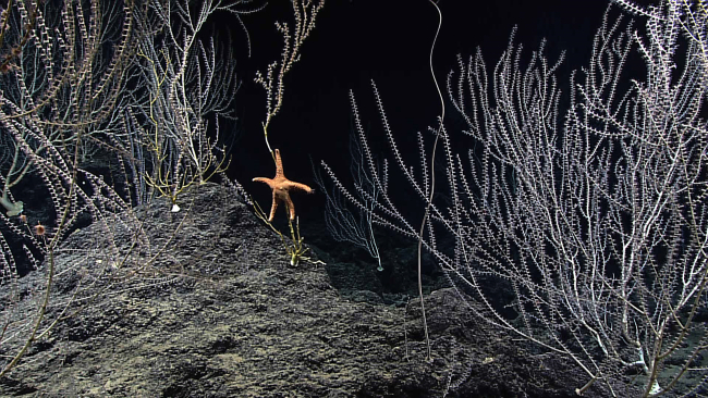 Orange starfish feeding on an octocoral bush