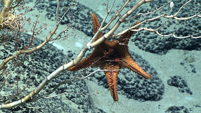 Starfish wrapping its stomach around a bamboo coral
