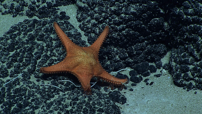 Starfish, Hippasteria muscipula?, crawling over botryoidal manganese crust