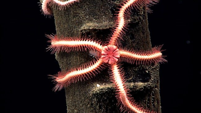 Closeup of the central disk of one of the red brittle stars seen in imageexpn5752