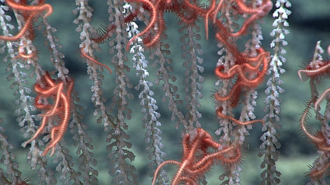 Pink brittle stars attached to branches of a greyish white primnoid coral